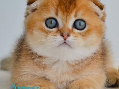 Hudson - Munchkin - Gallery Photo #1