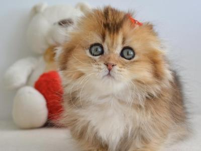Henny - Munchkin - Gallery Photo #1