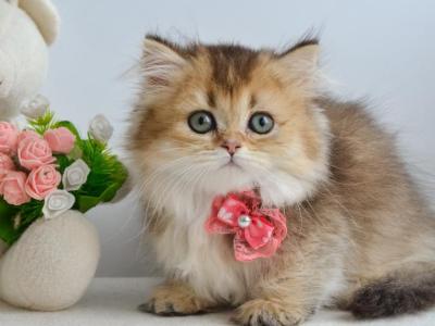 Ivie - Munchkin - Gallery Photo #1