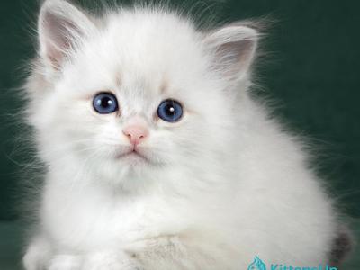 Izabel - Siberian - Gallery Photo #1