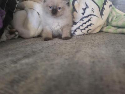 Oliver - Ragdoll - Gallery Photo #1