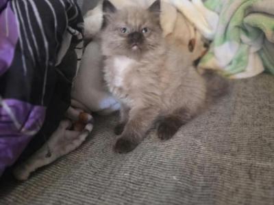 Charlie - Ragdoll - Gallery Photo #1