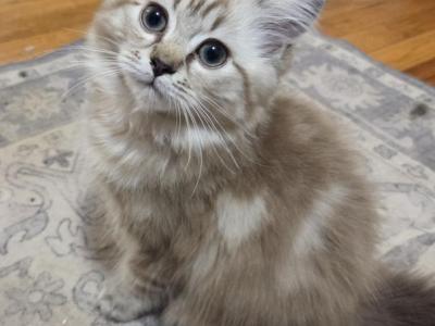 Erline - Ragdoll - Gallery Photo #1
