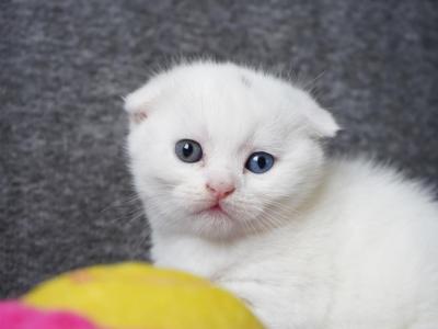 Pearl - Scottish Fold - Gallery Photo #1