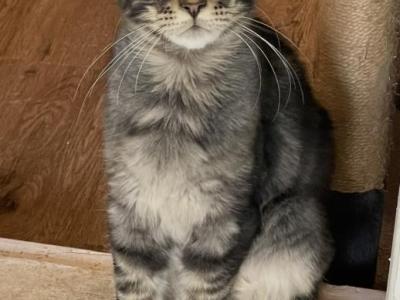 Felix - Maine Coon - Gallery Photo #1