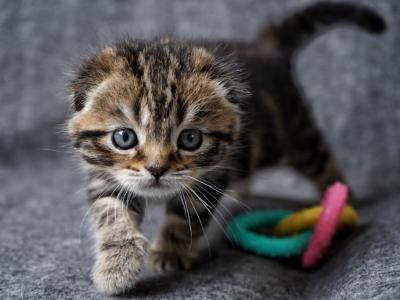 Wally - Scottish Fold - Gallery Photo #1