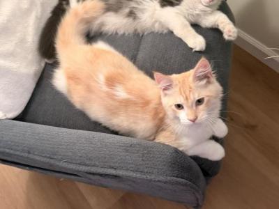 Komola - Maine Coon - Gallery Photo #1