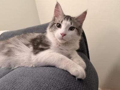 Orion - Maine Coon - Gallery Photo #1