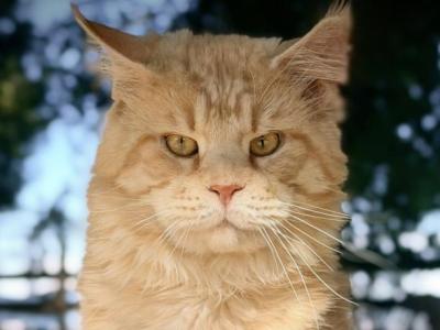 Bugatto - Maine Coon - Gallery Photo #1