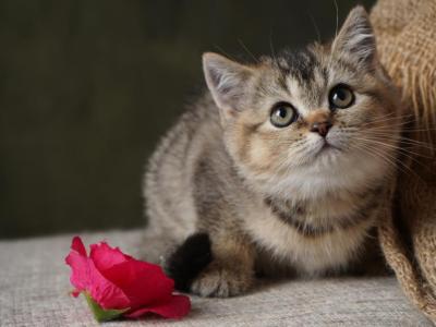 Wally - Scottish Fold - Gallery Photo #1