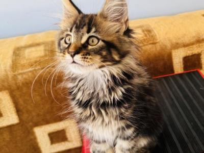 Maine Coon Female - Maine Coon - Gallery Photo #1