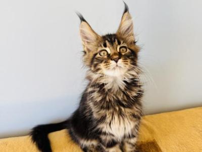 Maine Coon Male - Maine Coon - Gallery Photo #1
