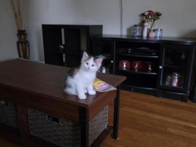 Female Main Coon Kittens - Maine Coon - Gallery Photo #1