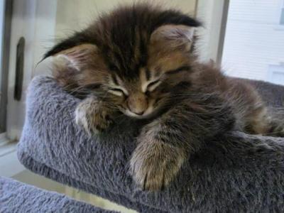 Large Male Maine Coon Kittens - Maine Coon - Gallery Photo #1