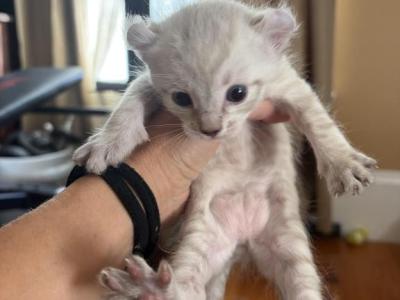 Marshmallow - Highlander - Gallery Photo #1