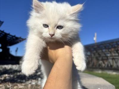 Sweet Boy - Siberian - Gallery Photo #1