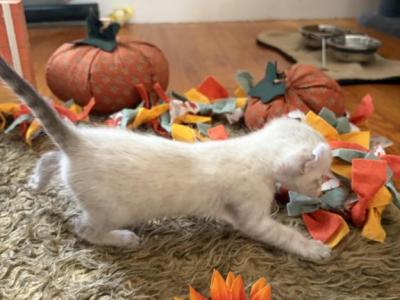 Binx - Highlander - Gallery Photo #1