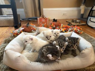 Jangle Bengal Highland Kittens - Highlander - Gallery Photo #1