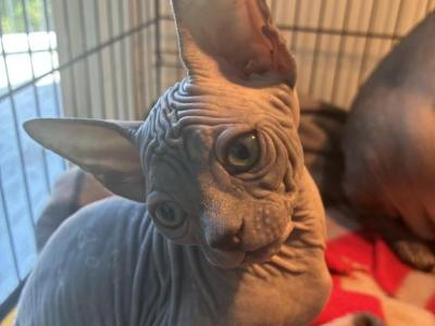 Sassy - Sphynx - Gallery Photo #1