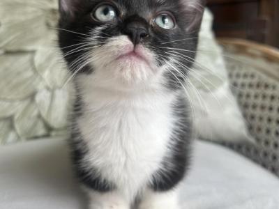 Holly - Munchkin - Gallery Photo #1