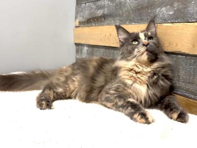 Dasha - Maine Coon - Gallery Photo #1