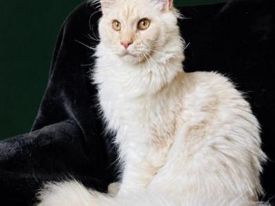 Solomon - Maine Coon - Gallery Photo #1