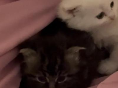 Persian Munchkin Himalayan - Munchkin - Gallery Photo #1