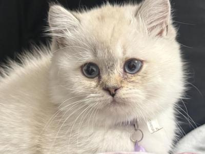 Ragdoll Kittens - Ragdoll - Gallery Photo #1