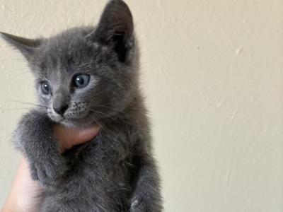 Titi - Russian Blue - Gallery Photo #1