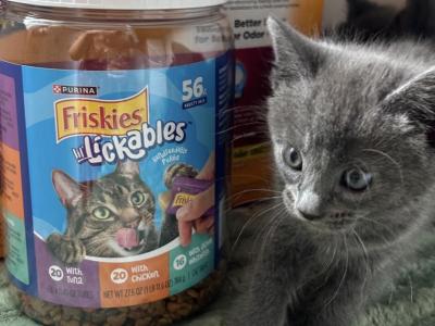 Binky - Russian Blue - Gallery Photo #1