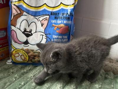 Binky - Russian Blue - Gallery Photo #1