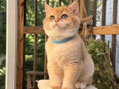 Simba Royal - British Shorthair - Gallery Photo #1