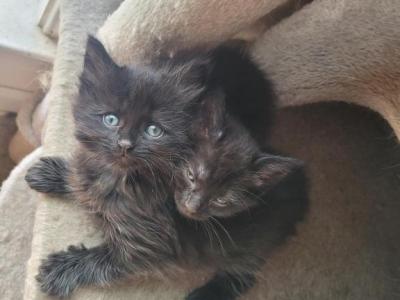 Black Male Long Hair Kitten - American Longhair - Gallery Photo #1