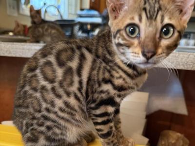 Zoe Litter - Bengal - Gallery Photo #1