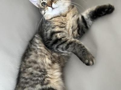 Kitten With No Tail - American Bobtail - Gallery Photo #1