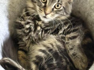 Litter Mix - Maine Coon - Gallery Photo #1