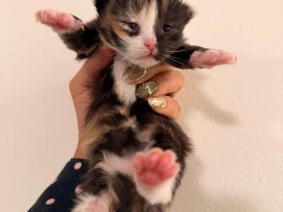Eevee 1 - Siberian - Gallery Photo #1