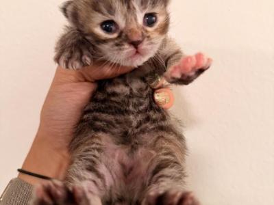 Eevee2 - Siberian - Gallery Photo #1