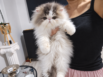 Blue Royal Bonita - Persian - Gallery Photo #1