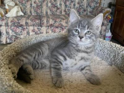 Lynx Striped Mixed Breed Kittens - Ragdoll - Gallery Photo #1