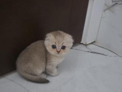 Max - Scottish Fold - Gallery Photo #1