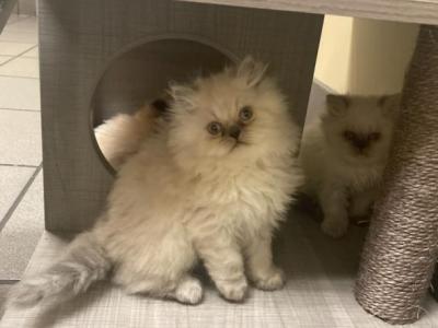 Blue Point Himalayan Kittens - Himalayan - Gallery Photo #1