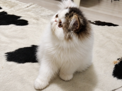 Blue Royal Baron - Persian - Gallery Photo #1