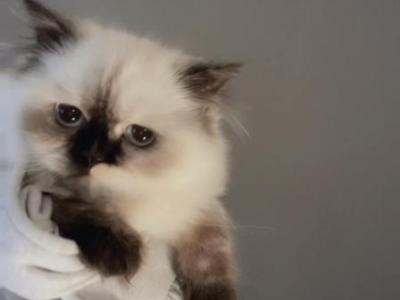 Muffins - Himalayan - Gallery Photo #1