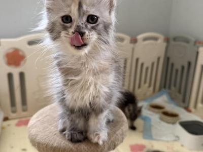Gloria - Maine Coon - Gallery Photo #1