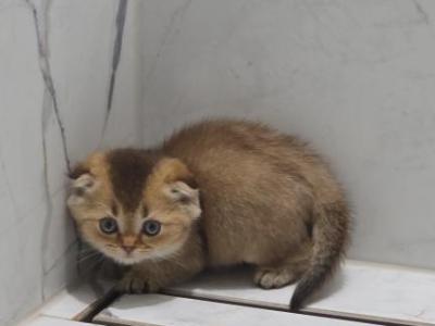 Jr Gucci - Scottish Fold - Gallery Photo #1