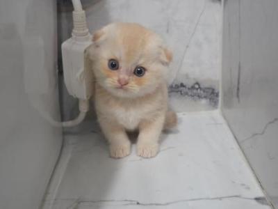 Joe - Scottish Fold - Gallery Photo #1