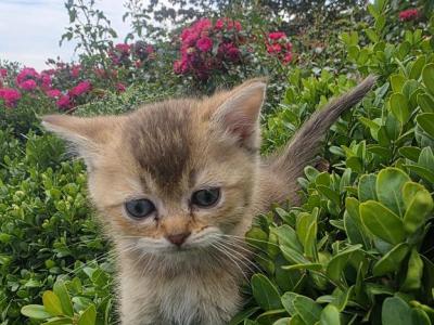 Joey - British Shorthair - Gallery Photo #1