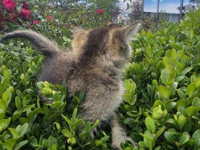 Norths - Brazilian Shorthair - Gallery Photo #1