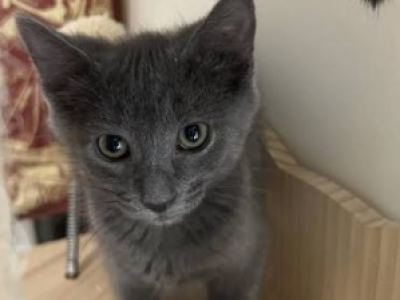 Winter - Russian Blue - Gallery Photo #1